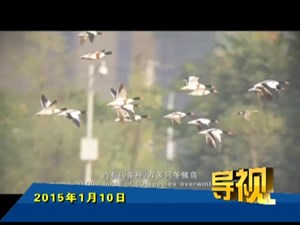 2015年1月10日新闻联播