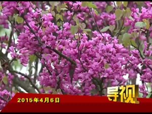 2015年4月6日新闻联播