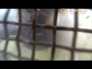 蛙人搜救不停歇！揭秘神秘的大长腿救援队