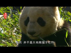 熊猫大餐的三宗“罪 ”