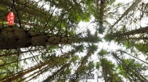 林中“黑钻石”的秘密