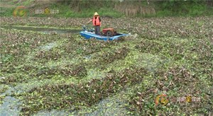 中江水葫芦泛滥 机械切割人工打捞