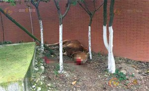 近半吨重的公牛闹市发疯 特警两枪降服
