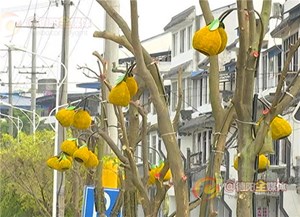 罗江鄢家：行道树上长“柚子” 扮靓街道风景