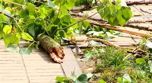 为保安全 上旌湖段100棵意杨将修枝 请市民尽量绕行