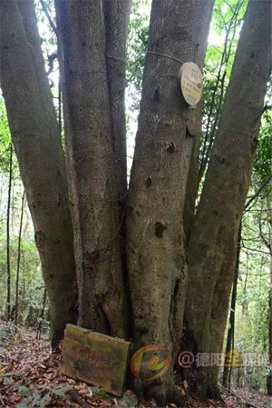 绵竹云湖森林公园惊现660岁树王 