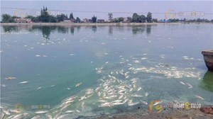 天太热！德阳十七万尾加州鲈鱼被“热死”
