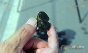野生福寿螺入侵德阳 专家建议不要食用