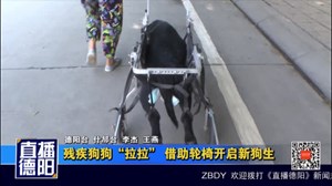 残疾狗狗“拉拉” 借助轮椅开启新狗生
