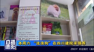 “流浪狗”在四川建院求领养