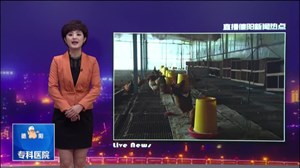 彭雨：养鸡创业路  收获满满