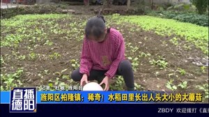旌阳区柏隆镇：稀奇！水稻田里长出人头大小的大蘑菇