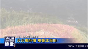 片片枫叶情 观景正当时