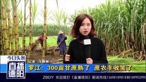 罗江：300亩甘蔗熟了  蔗农笑容“甜”了