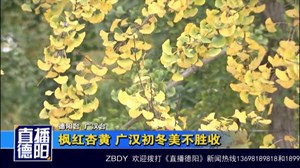 枫红杏黄 广汉初冬美不胜收