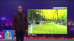 银杏披上“华丽金”市民争相赏美景