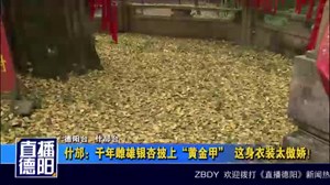 什邡：千年雌雄银杏披上“黄金甲”