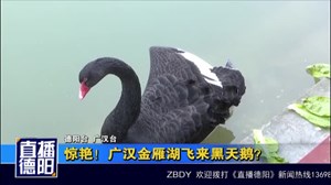 惊艳！广汉金雁湖飞来黑天鹅？