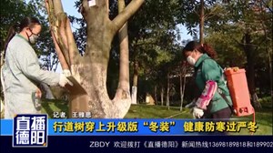 行道树穿上升级版“冬装” 健康防寒过严冬