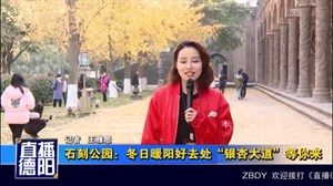 石刻公园：冬日暖阳好去处“银杏大道”等你来