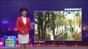 城市提档升级进行时：旌湖东岸树木搬新家