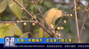 又是一年腊梅开 走出家门闻花香