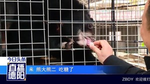 熊大熊二成长记