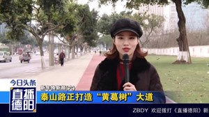 泰山路正打造“黄桷树”大道