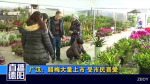 广汉：腊梅大量上市 受市民喜爱