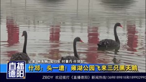 什邡：头一遭！雍湖公园飞来三只黑天鹅          