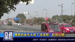 哪家的金毛犬成了流浪狗？赶快认领！
