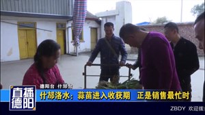 什邡洛水：蒜苗进入收获期   正是销售最忙时       