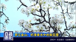 罗江金山：烂漫春光中的梨花雪