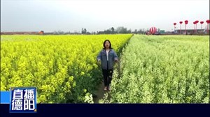 什邡南泉五彩油菜花开迎春笑