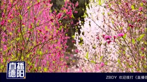 太安桃花别样红  灿若云霞仙乡