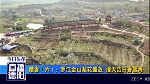 罗江金山梨花盛放  漫天洁白香雪海