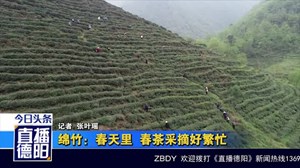 绵竹：春天里  春茶采摘好繁忙