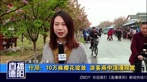 什邡：10万株樱花绽放  游客雨中浪漫观赏
