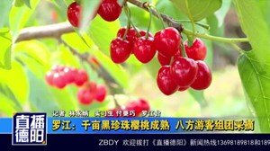 罗江：千亩黑珍珠樱桃成熟  八方游客组团采摘