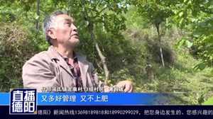 什邡湔氐龙泉村：朱砂樱桃枝头俏  种植户们喜上眉梢