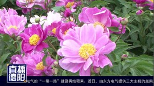 相约中江芍药花海  看了都说美