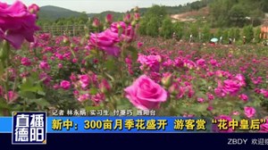 新中：300亩月季花盛开  游客赏“花中皇后”
