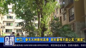 中江：参天大树断枝高悬  居民重情不愿让其“搬家”