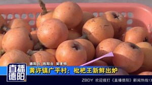黄许镇广平村：枇杷王新鲜出炉