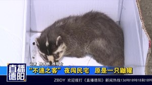 “不速之客”夜闯民宅   原是一只鼬獾