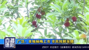 广汉：本地杨梅上市 市民抢鲜采摘