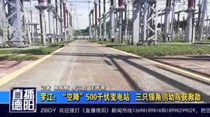 罗江：“空降”500千伏变电站  三只领角鸮幼鸟获救助