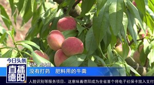“爱心桃”可口又便宜  两元一斤不要错过