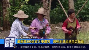 暴雨致200余亩月季遭灾   园林全员出动全力保苗