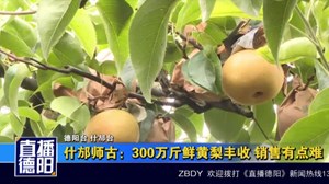 什邡师古：300万斤鲜黄梨丰收 销售有点难